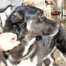 JZMIN, Hund, Mischlingshund in Ungarn - Bild 3