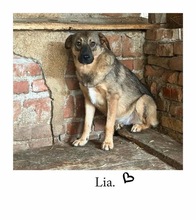 LIA, Hund, Mischlingshund in Weyhe - Bild 11