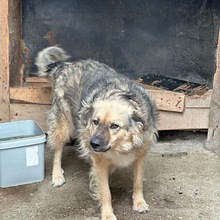 HAZEL, Hund, Mischlingshund in Radeberg - Bild 1