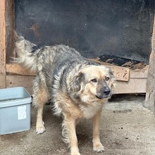 HAZEL, Hund, Mischlingshund in Radeberg - Bild 11