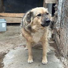 HAZEL, Hund, Mischlingshund in Radeberg - Bild 2