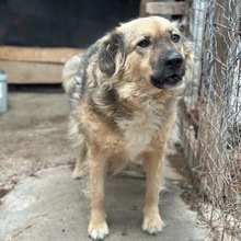 HAZEL, Hund, Mischlingshund in Radeberg - Bild 3