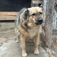 HAZEL, Hund, Mischlingshund in Radeberg - Bild 4