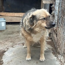 HAZEL, Hund, Mischlingshund in Radeberg - Bild 5