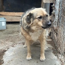HAZEL, Hund, Mischlingshund in Radeberg - Bild 6