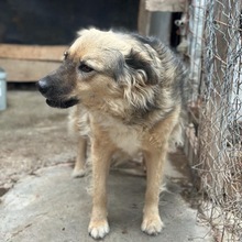 HAZEL, Hund, Mischlingshund in Radeberg - Bild 8