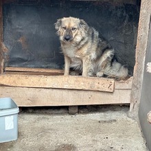 HAZEL, Hund, Mischlingshund in Weyhe - Bild 10