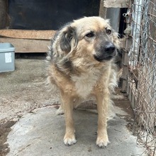 HAZEL, Hund, Mischlingshund in Weyhe - Bild 2