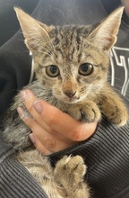 LUTZI, Katze, Hauskatze in Griechenland - Bild 2