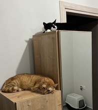 AKANTO, Katze, Hauskatze in Griechenland - Bild 12