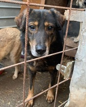 BRUNO, Hund, Mischlingshund in Rumänien - Bild 2