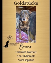 BRUNO, Hund, Mischlingshund in Rumänien - Bild 5