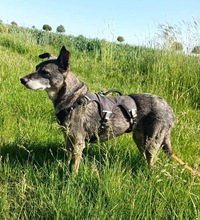 SARAH, Hund, Mischlingshund in Uelzen - Bild 4