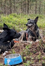 SARAH, Hund, Mischlingshund in Uelzen - Bild 5