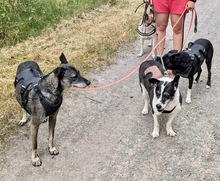 SARAH, Hund, Mischlingshund in Uelzen - Bild 8