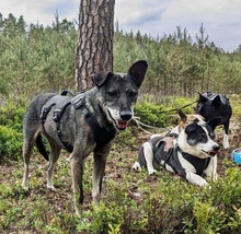 SARAH, Hund, Mischlingshund in Uelzen - Bild 9