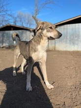 NINO, Hund, Mischlingshund in Rumänien - Bild 1