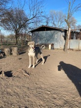 NINO, Hund, Mischlingshund in Rumänien - Bild 14