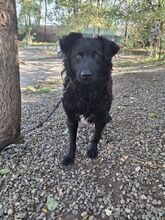 KEANU, Hund, Mischlingshund in Bruchhausen-Vilsen