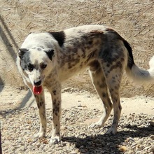 CHARLIE, Hund, Mischlingshund in Rumänien - Bild 2