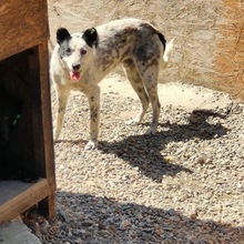 CHARLIE, Hund, Mischlingshund in Rumänien - Bild 3