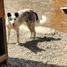 CHARLIE, Hund, Mischlingshund in Rumänien - Bild 4