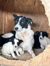 SKY, Hund, Mischlingshund in Dortmund - Bild 2