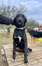 GABRIELLA, Hund, Mischlingshund in Boxberg