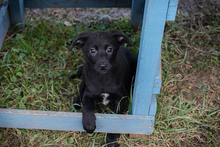 INGA, Hund, Mischlingshund in Kroatien - Bild 1