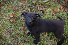 INGA, Hund, Mischlingshund in Kroatien - Bild 2