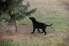 INGA, Hund, Mischlingshund in Kroatien - Bild 3