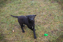 INGA, Hund, Mischlingshund in Kroatien - Bild 4