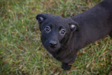 INGA, Hund, Mischlingshund in Kroatien - Bild 5