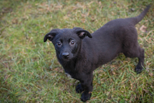 INGA, Hund, Mischlingshund in Kroatien - Bild 6