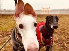 SIRI, Hund, Galgo Español in Güstrow - Bild 1