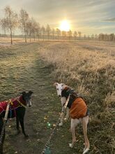 SIRI, Hund, Galgo Español in Güstrow - Bild 10