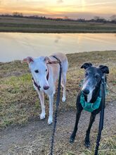 SIRI, Hund, Galgo Español in Güstrow - Bild 11