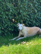 SIRI, Hund, Galgo Español in Güstrow - Bild 5