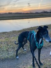 SIRI, Hund, Galgo Español in Güstrow - Bild 7