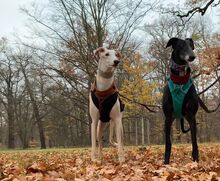 SIRI, Hund, Galgo Español in Güstrow - Bild 9