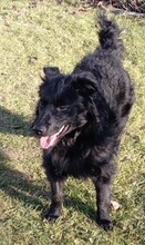 DINA, Hund, Kroatischer Schäferhund-Mix in Kroatien - Bild 11