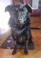 DINA, Hund, Kroatischer Schäferhund-Mix in Kroatien - Bild 12