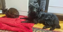 DINA, Hund, Kroatischer Schäferhund-Mix in Kroatien - Bild 2