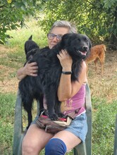 DINA, Hund, Kroatischer Schäferhund-Mix in Kroatien - Bild 3