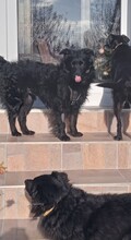 DINA, Hund, Kroatischer Schäferhund-Mix in Kroatien - Bild 4