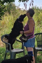 DINA, Hund, Kroatischer Schäferhund-Mix in Kroatien - Bild 5