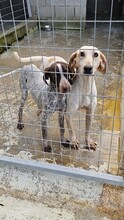 JOHNNY, Hund, Mischlingshund in Griechenland - Bild 10