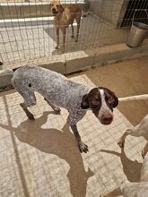 JOHNNY, Hund, Mischlingshund in Griechenland - Bild 3