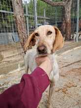 VICKY, Hund, Mischlingshund in Griechenland - Bild 2