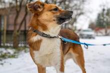 SMERFIK, Hund, Mischlingshund in Polen - Bild 1